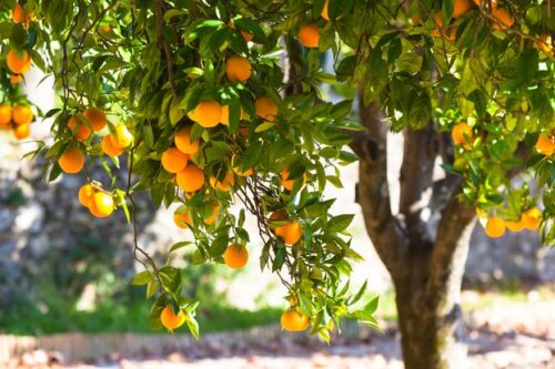 De quelle famille de plantes les agrumes sont-ils issus ? 
