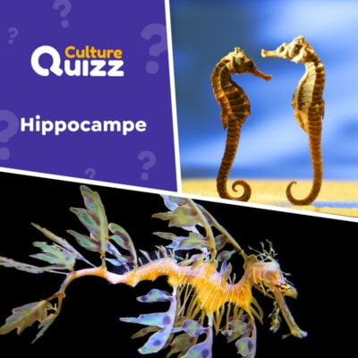 Quiz animalier sur les hippocampes, les chevaux marins