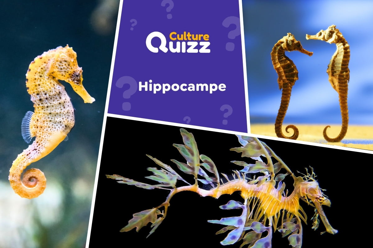 Quiz spécial Hippocampes - Quiz animalier sur les hippocampes, les chevaux marins