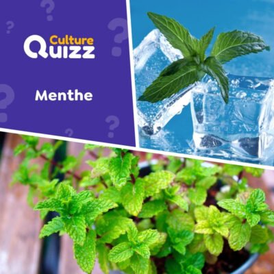 Quiz sp&eacute;cial Menthe - Tout savoir sur les feuilles au go&ucirc;t unique