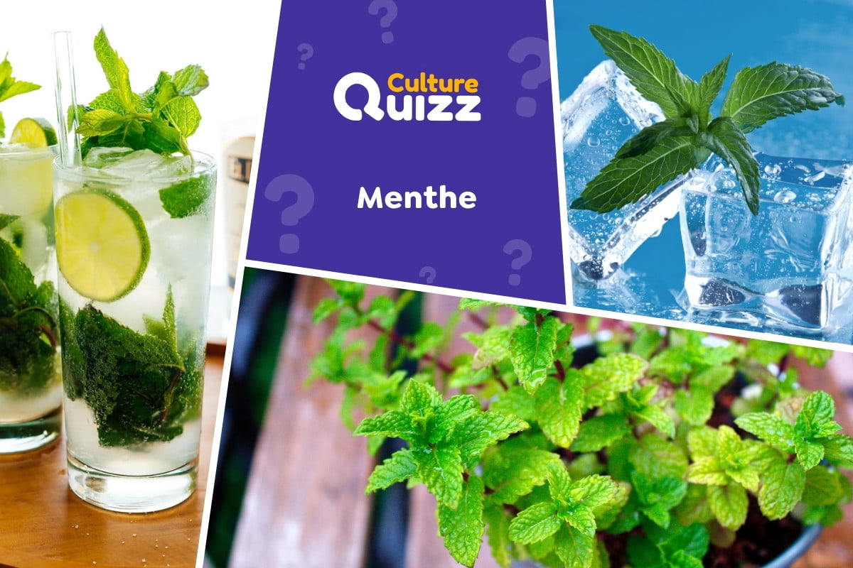 Quiz spécial Menthe - Quiz spécial Menthe - Tout savoir sur les feuilles au goût unique