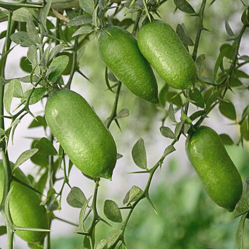 Comment est appelé ce citron ? 
