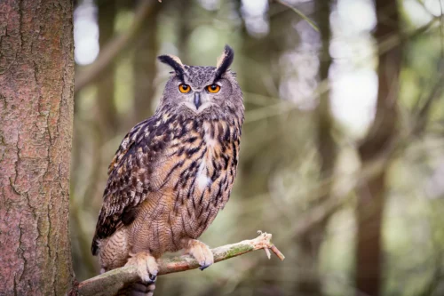 Lequel de ces mots désigne l'ordre animal qui regroupe l'ensemble des rapaces nocturnes ? 