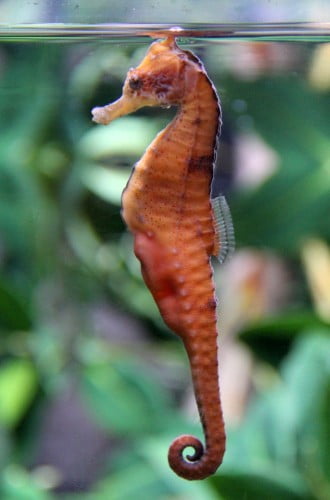 Les hippocampes sont capables de changer de couleur selon leur environnement. Vrai ou faux ? 