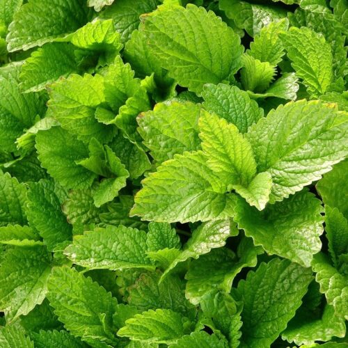 Quelle plante herbacée possède des feuilles proches des feuilles de menthe ? 