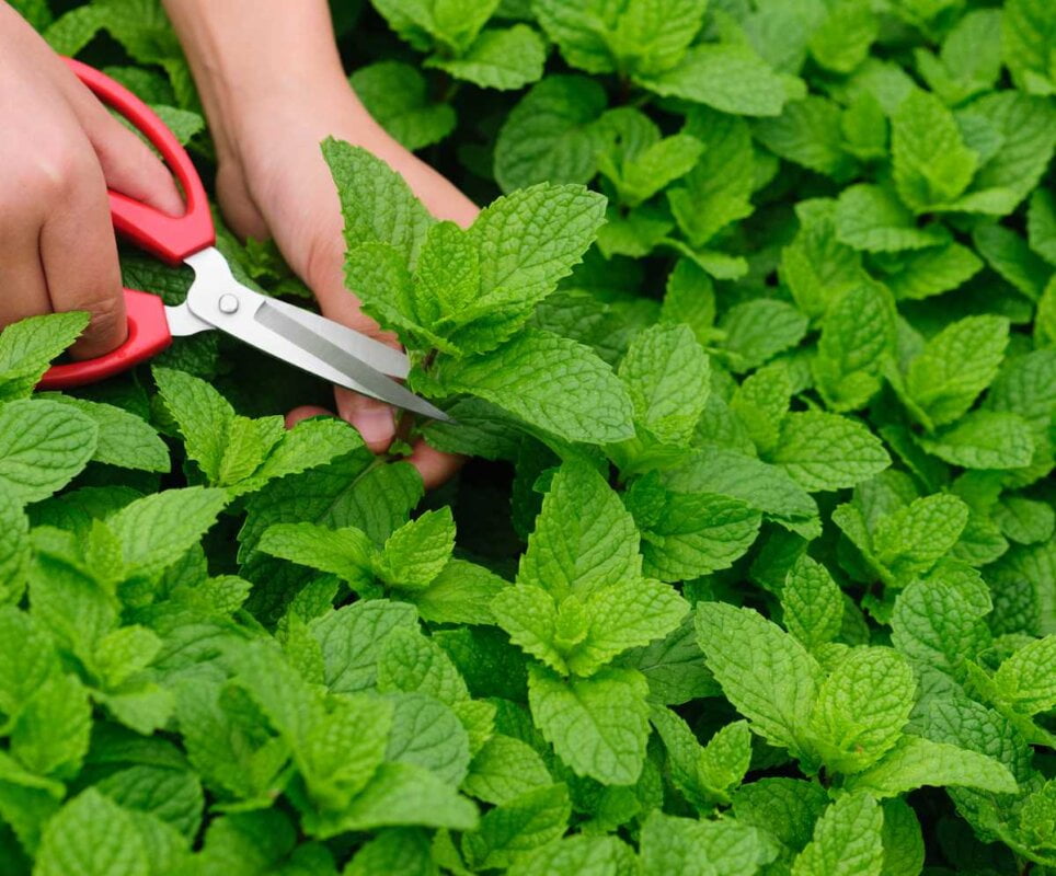 Quel pays du monde représente environ 90% de la production mondiale de menthe ? 