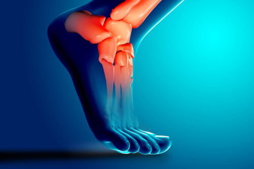 Comment s’appelle le groupe des sept os articulés du pied ? 