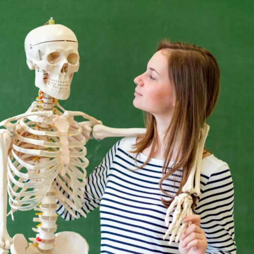 Combien d’os compte-t-on dans le squelette humain adulte, d'après la définition des os articulés constants ? 