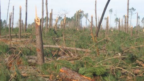 Comment s’appelait la tempête qui a dévasté au moins 60% du paysage forestier dans les Landes en 2009 ? 