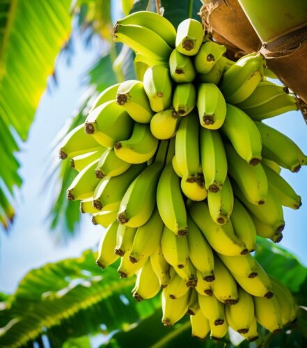 Le bananier est un arbre. Vrai ou faux ? 