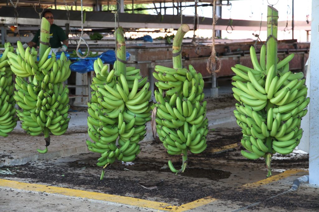 Comment s’appelle un groupe de bananes ? 