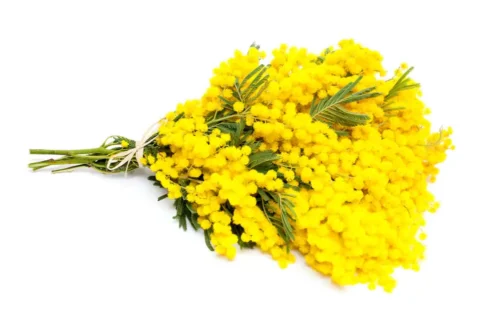 Comment s’appellent ces fleurs jaunes ? 