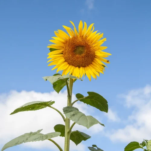 Quelle est la hauteur du plus grand tournesol du monde ? 