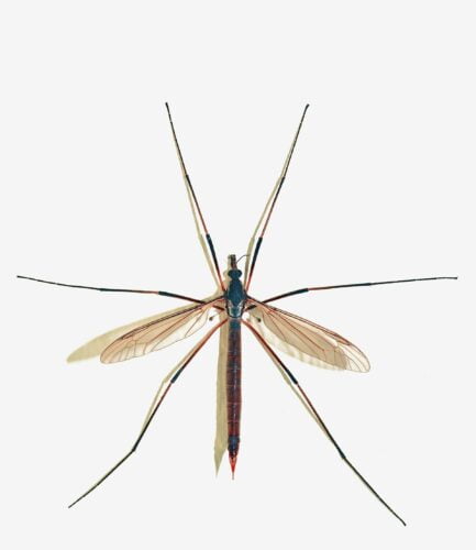 Comment s’appelle cet insecte ressemblant à un moustique géant, mais qui ne pique pas et s’attaque aux cultures maraîchères ? 