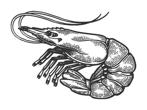 Dans les mers et les océans, toutes les crevettes sont grises et la couleur orange n’apparaît qu’au moment de la cuisson. Vrai ou faux ? 