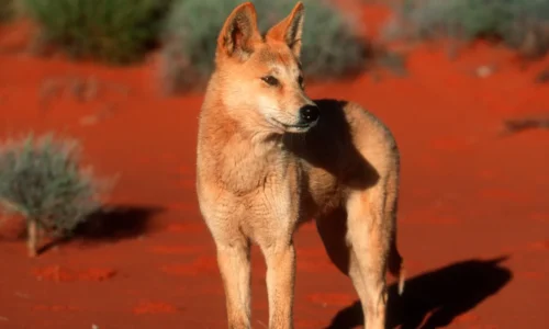 Quel est cet animal vivant dans le désert rouge australien ? 