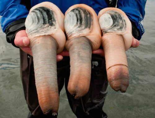 Quel est le nom de ce mollusque à la forme originale et très prisé en Asie ? 