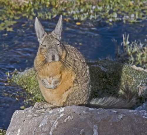 Quel est le nom cet animal de la cordillère des Andes et qui est un mélange entre un lapin et un chinchilla ? 