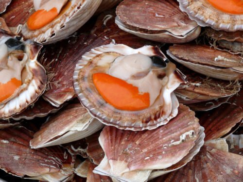 Le corail de la coquille Saint-Jacques est son appareil génital. Vrai ou faux ? 