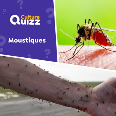 Quiz spécial sur les moustiques - insecte