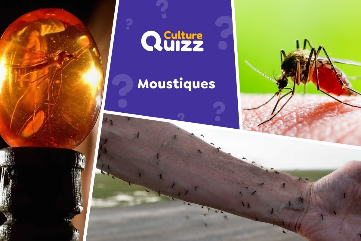 Quiz spécial Moustiques - Quiz spécial sur les moustiques - insecte