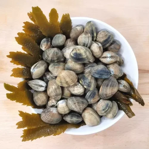 Quel est le nom de ce coquillage ? 