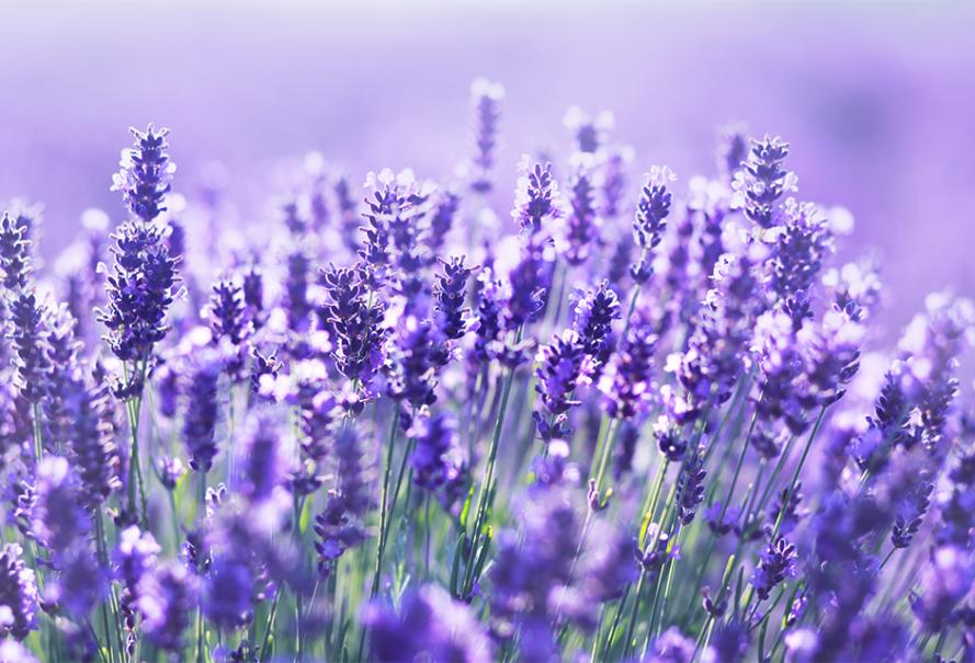 Quelle plante aux fleurs colorées est réputée pour repousser les moustiques ? 