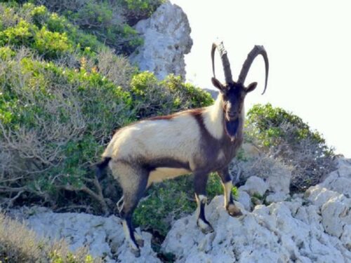 Comment s’appelle cette chèvre des montagnes endémique de la Crète ? 