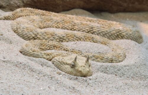 Quel est ce serpent qui vit dans le désert du Sahara ? 
