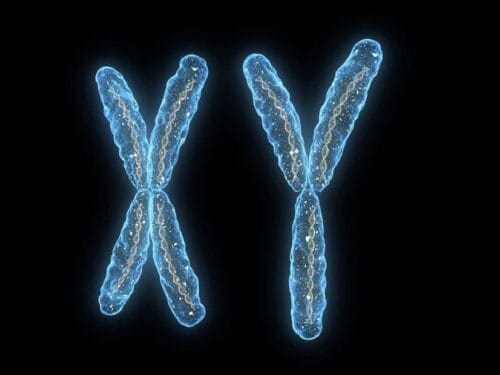 Chez les humains, les femmes possèdent des chromosomes sexuels XX. Vrai ou faux ? 