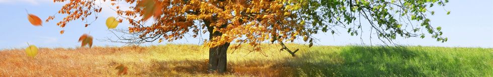 Quiz dédiés aux différentes saisons : printemps, été , automne, hiver.