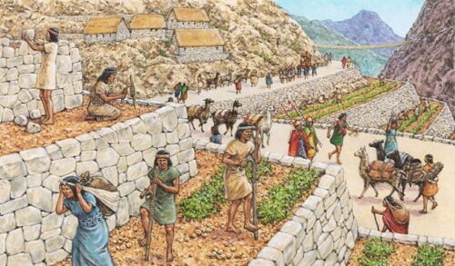 Quels étaient les principaux aliments cultivés par les incas ? 