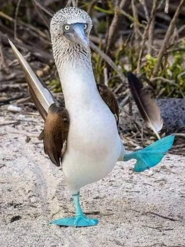 Cet oiseau est nommé en français le Fou à pieds bleus. Vrai ou faux ? 