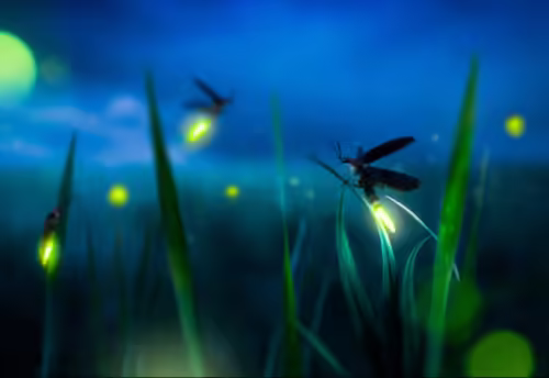 Chez les lucioles, seuls les mâles brillent dans la nuit pour attirer les femelles. Vrai ou faux ? 