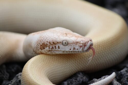 La température du corps des serpents est constante. Vrai ou faux ? 