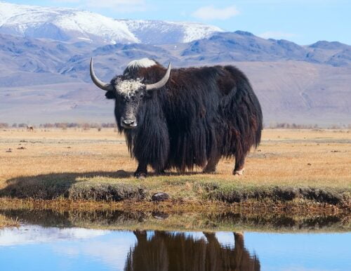 Le yack est un animal qui vit en Amérique du Sud. Vrai ou faux ? 
