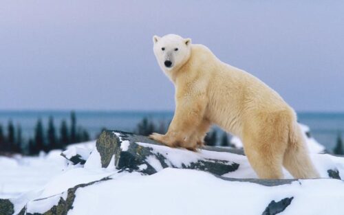 Il a été prouvé que tous les ours polaires sont des gauchers. Vrai ou faux ? 
