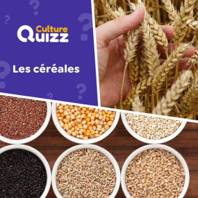 Quiz sp&eacute;cial sur les c&eacute;r&eacute;ales : bl&eacute;, orge, riz...