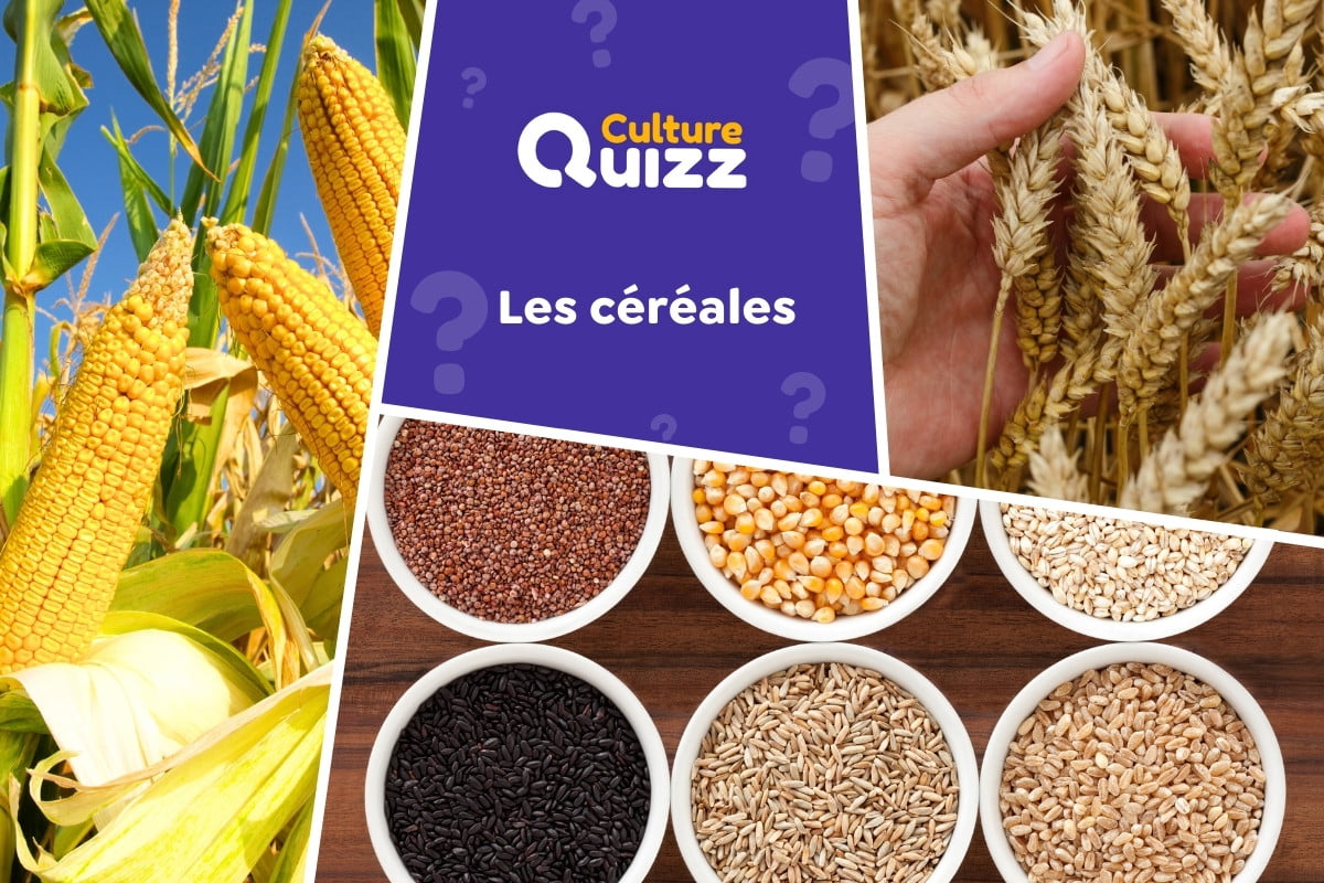 Quiz spécial Céréales - Quiz spécial sur les céréales : blé, orge, riz...