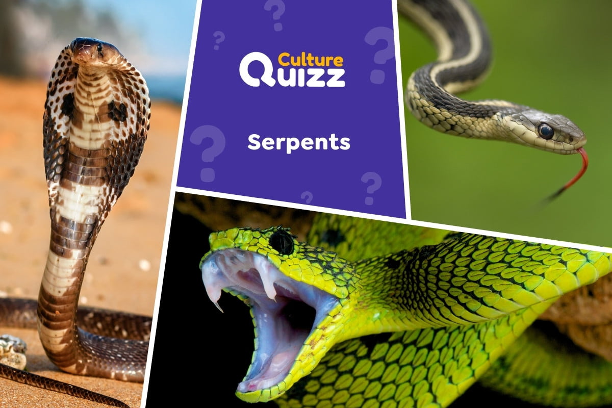 Quiz spécial Serpents - Quiz 100% serpents - testez vos connaissances sur le monde des serpents.