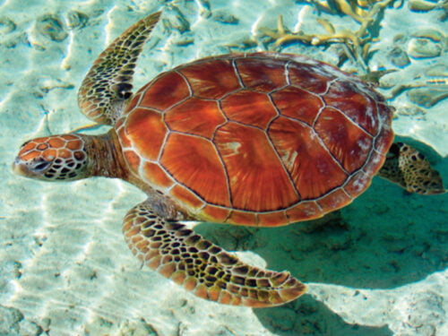 Une tortue marine peut rester sous l'eau pendant 7 heures sans reprendre d'oxygène. Vrai ou faux ? 