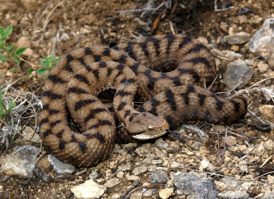 Quelle espèce de serpent est nommée aspic ? 