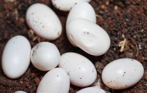 Tous les serpents sont ovipares et pondent des œufs. Vrai ou faux ? 