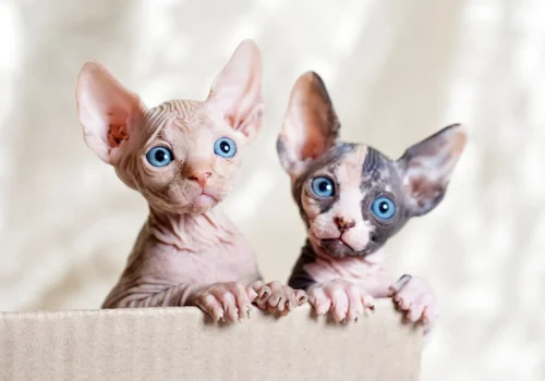 Le chat de race Sphynx est originaire d'Égypte. Vrai ou faux ? 