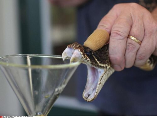 La majorité des espèces de serpents sont venimeuses. Vrai ou faux ? 