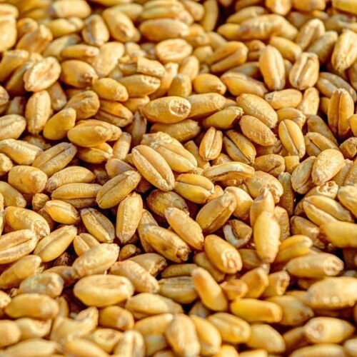 Quel est le nom donné à l’enveloppe d’un grain de blé ? 