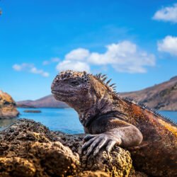 Îles Galápagos, Équateur 