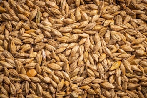 À part la bière, quelle autre boisson alcoolisée est élaborée à partir d'orge ? 