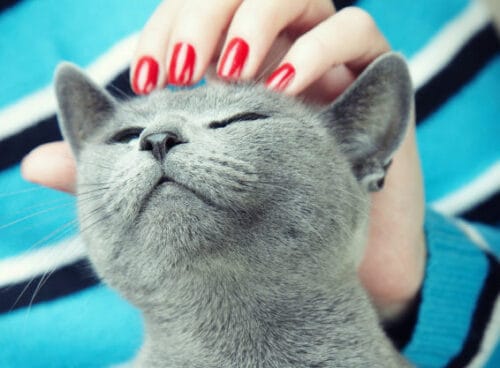 Les chats sont les seuls animaux qui ronronnent. Vrai ou faux ? 