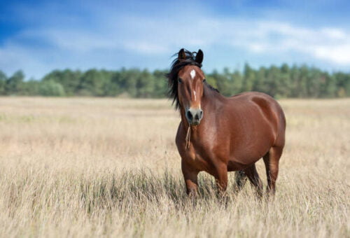 Quelle céréale était autrefois connue comme l’aliment principal des chevaux ? 